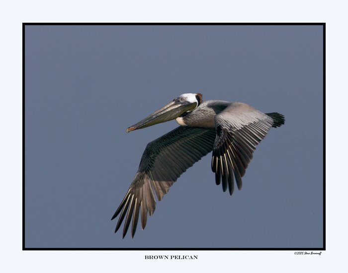 0216-1 brown pelican.jpg